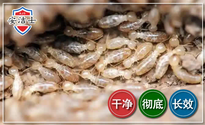 定安白蚁防治
