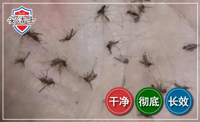 定安蚊子防治-灭蚊