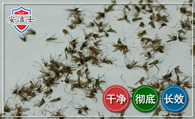 定安苍蝇防治-灭蝇