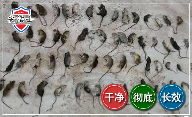 定安鼠害防治-灭鼠