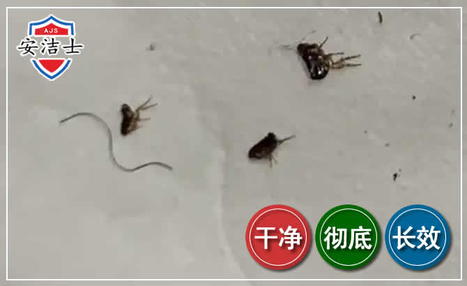 定安跳蚤防治-灭跳蚤