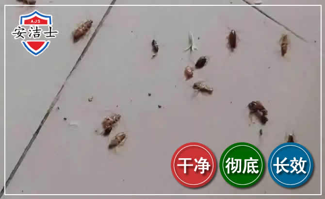 定安蟑螂防治-灭蟑螂