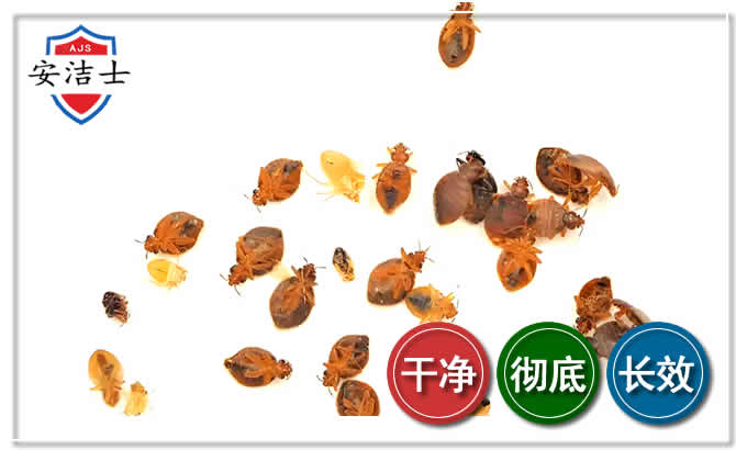 定安臭虫防治-消灭臭虫